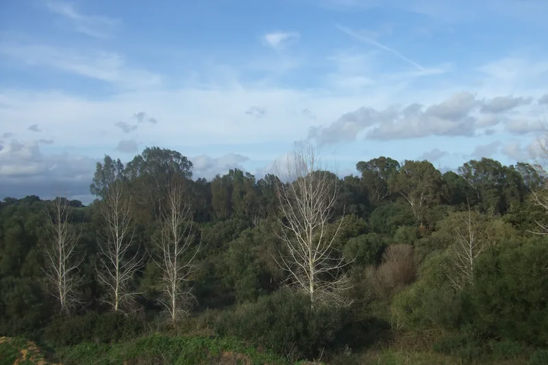 Pinar del Rey